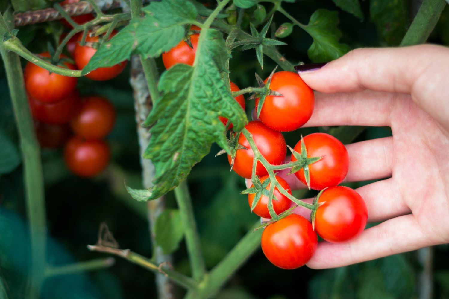 How to Grow Healthy Tomatoes from Seeds